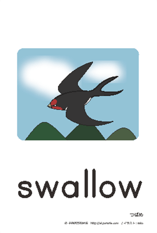 英語絵カード swallow/つばめ
