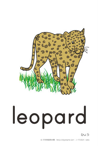 英語絵カード　「leopard/ひょう」