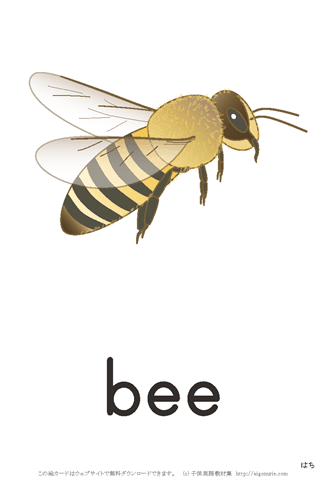 英語絵カード「bee/はち」