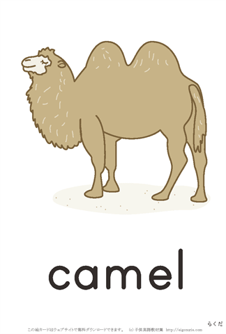 英語絵カード　「camel/らくだ」