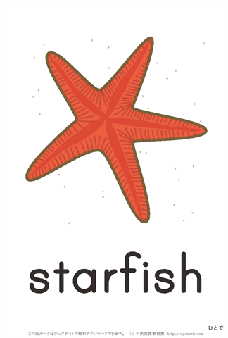 英語絵カード「starfish/ひとで」 