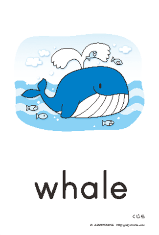 英語絵カード「whale/くじら」
