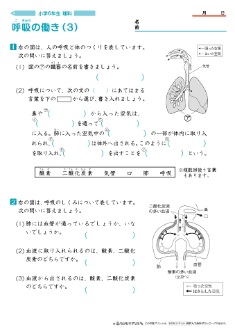 小６理科 呼吸の働き-3