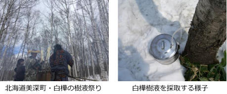 白樺樹液を採取する様子と、北海道美深町の白樺の樹液祭り