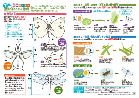理科「昆虫の体のつくりと育ち方」学習ポスター（A4×2枚組）