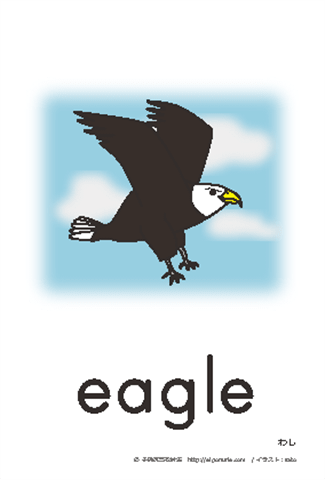 英語絵カード eagle/わし