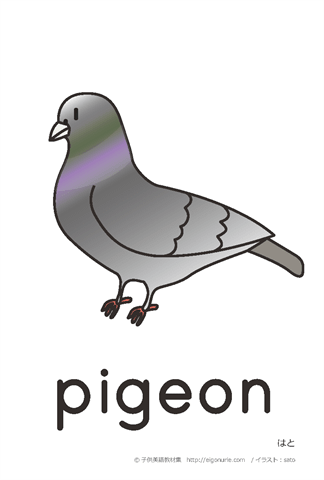 英語絵カード pigeon/はと
