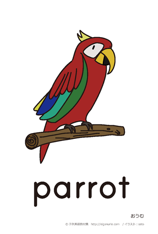 英語絵カード parrot/おうむ