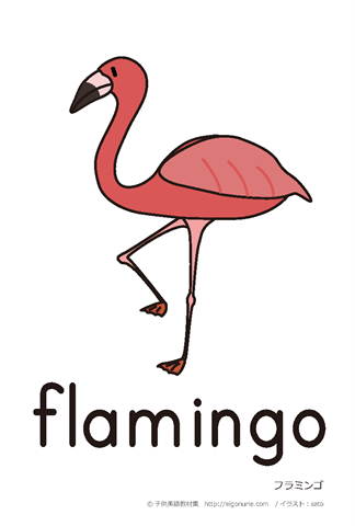 英語絵カード flamingo/フラミンゴ