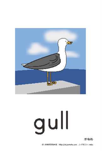 英語絵カード gull/かもめ