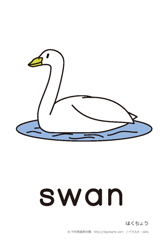 英語絵カード swan/はくちょう