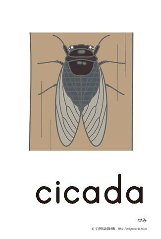 英語絵カード「cicada/せみ」