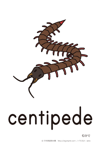 英語絵カード「centipede/むかで」
