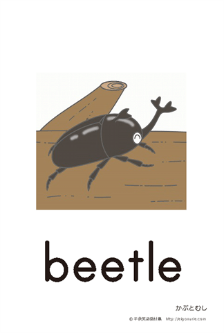 英語絵カード beetle/かぶとむし【はがきサイズ】【A4】