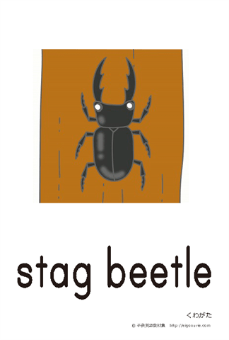 英語絵カード stag beetle/くわがた【はがきサイズ】【A4】