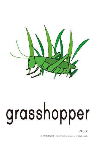 英語絵カード grasshopper/バッタ【はがきサイズ】【A4】