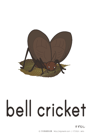 英語絵カード cricket/英語絵カード bell cricket/すずむし【はがきサイズ】【A4】 