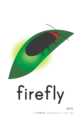 英語絵カード firefly/ほたる【はがきサイズ】【A4】