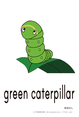 英語絵カード green caterpillar/あおむし【はがきサイズ】【A4】