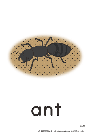 英語絵カード ant/あり【はがきサイズ】【A4】