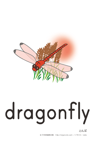 英語絵カード dragonfly/とんぼ【はがきサイズ】【A4】 
