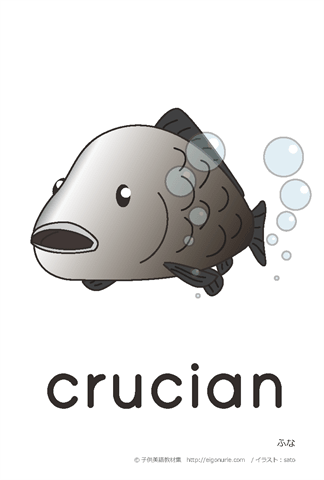 英語絵カード「crucian/ふな」