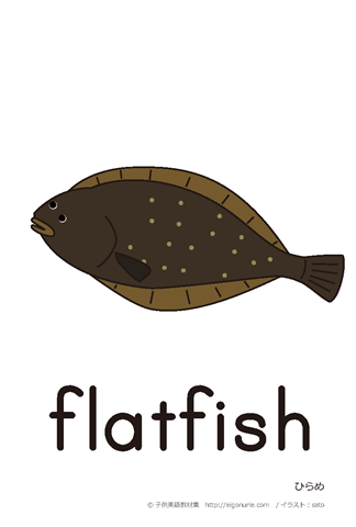 英語絵カード「flatfish/ひらめ」