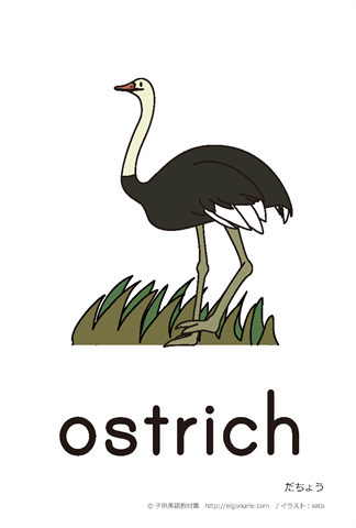 英語絵カード ostrich/だちょう