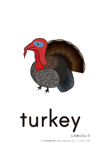 英語絵カード turkey/しちめんちょう