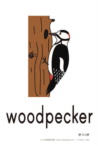 英語絵カード woodpecker/きつつき
