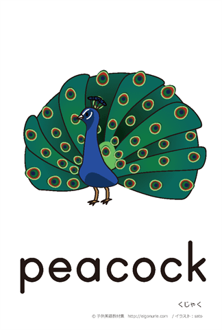 英語絵カード peacock/くじゃく