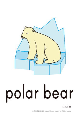英語絵カード polarbear/しろくま