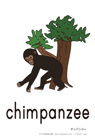 英語絵カード　「chimpanzee/チンパンジー」