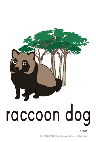 英語絵カード　「raccoon dog/たぬき」