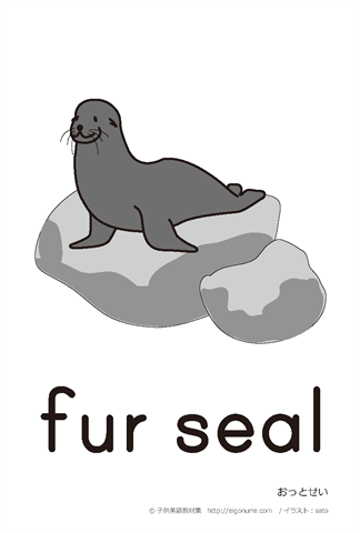 英語絵カード　「fur seal/おっとせい」