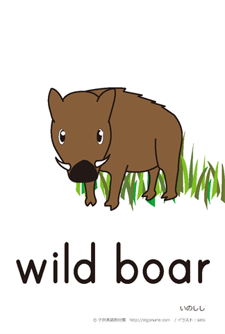 英語絵カード　「wild boar/いのしし」