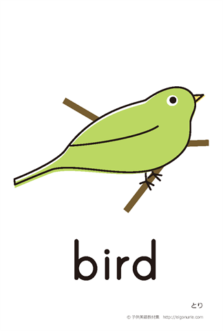 英語絵カード bird/とり