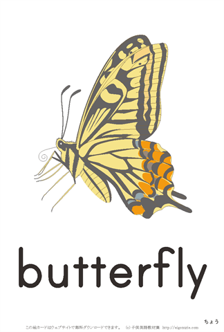 英語絵カード「butterfly/ちょう」