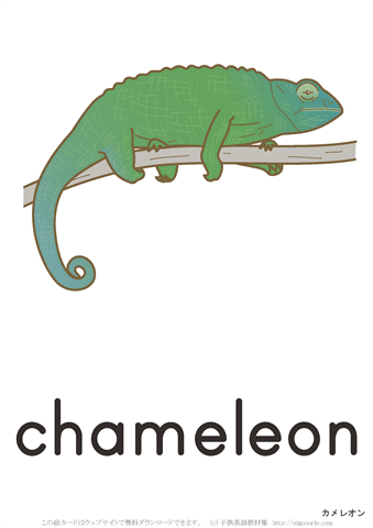 英語絵カード　「chameleon/カメレオン」
