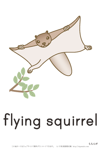 英語絵カード　「flying squirrel/ももんが」