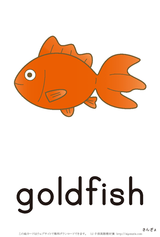 英語絵カード「goldfish/金魚」