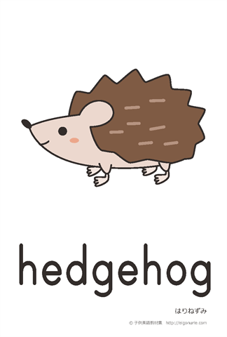 英語絵カード hedgehog/はりねずみ