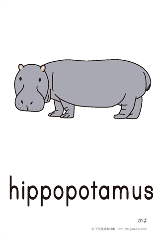英語絵カード hippopotamus/かば