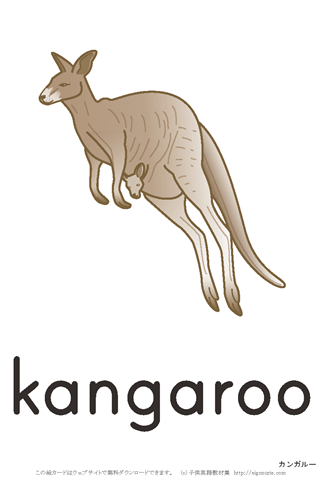 英語絵カード　「kangaroo/カンガルー」