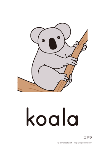 英語絵カード koala/コアラ