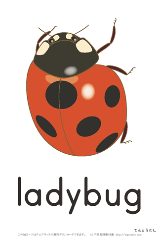 英語絵カード「ladybug/てんとうむし」