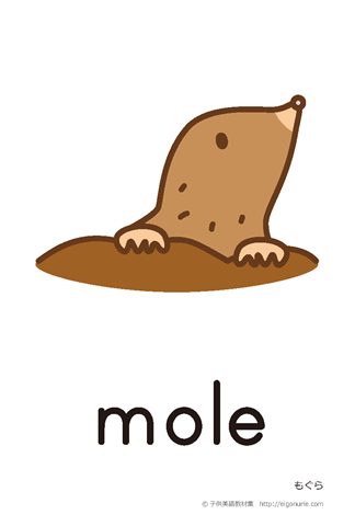 英語絵カード mole/もぐら