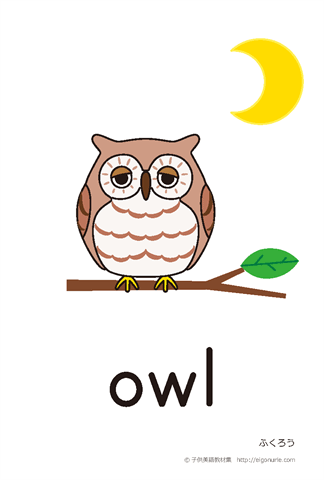 英語絵カード owl/ふくろう