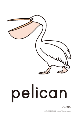 英語絵カード「pelican/ペリカン」