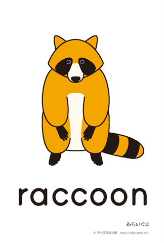英語絵カード raccoon/あらいぐま